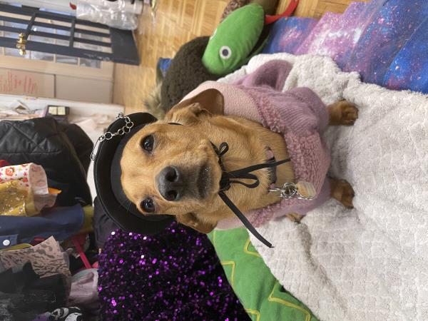 /Images/uploads/Louies Legacy Animal Rescue/cutest-rescue-pet-2023/entries/28072thumb.jpg
